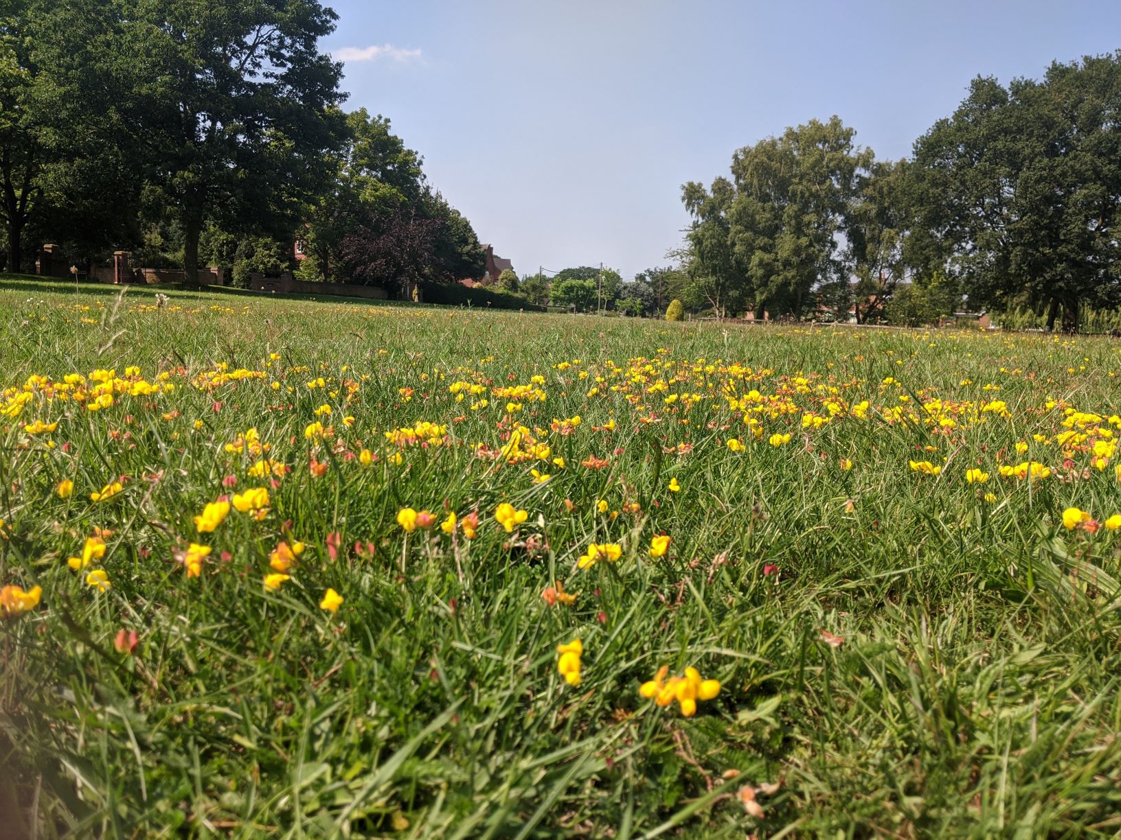 Bird's foot Trefoil on the green, 25th June